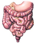 Gastrointestinal