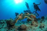 It was really cool seeing a turtle during our dive!